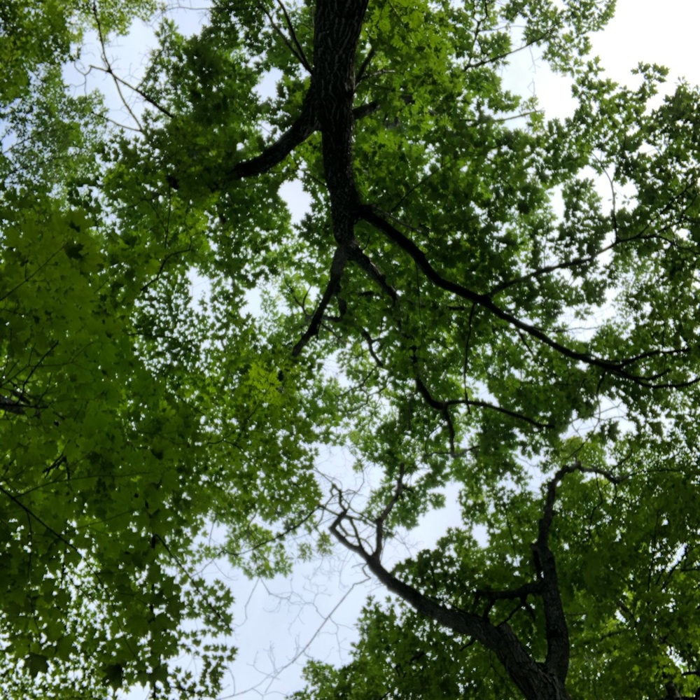 Meet your Posher, Nat